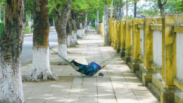 Betel Tree, The