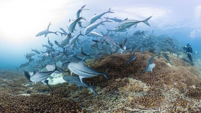 CHASING CORAL: The VR Experience