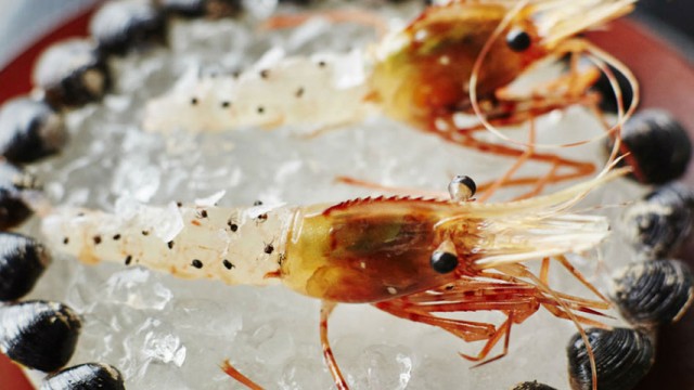 ANTS ON A SHRIMP: NOMA IN TOKYO